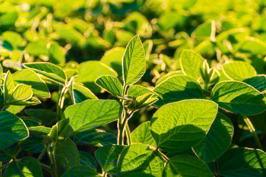 Green soybean plants close-up shot. Agricultural soy plantation on sunny day. Agriculture photo