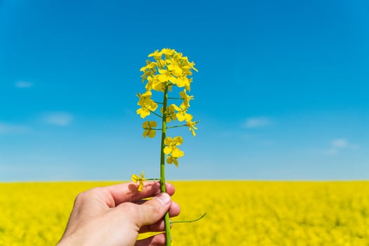 Farmer in a field holding yellow rape in his hands. Growing rape. Agriculture and agronomy theme photo