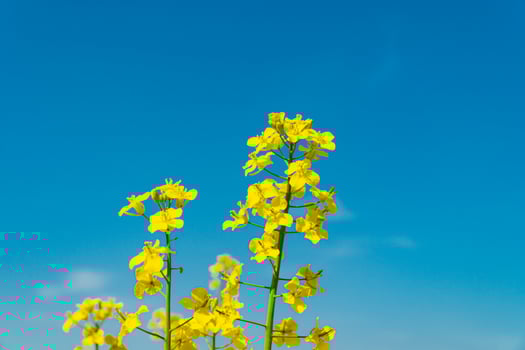 Flowering, bright yellow oilseed rape against a blue sky. Growing Yellow Rape photo
