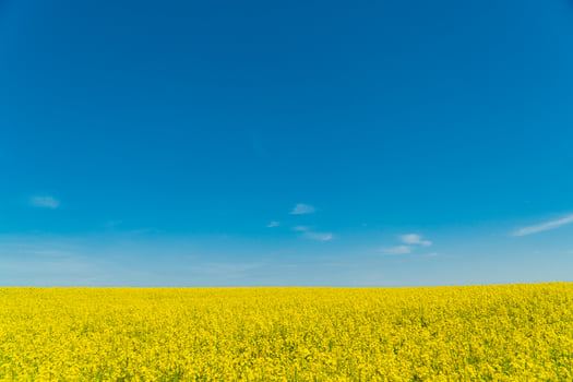 Rape flower field against blue sky. Growing Yellow Rape. Landscape of an agricultural field photo