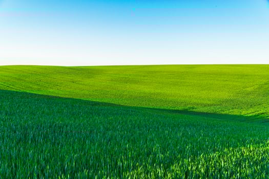 Waves of green wheat field. Beautiful green wheat field in countryside. Agriculture wheat photo
