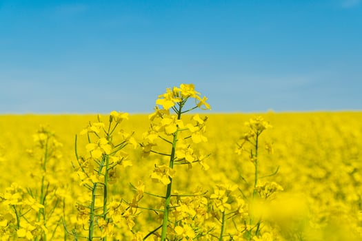 Yellow rape flowers close up. Flowering, bright yellow oilseed rape. Agricultural rural background. Selective focus photo