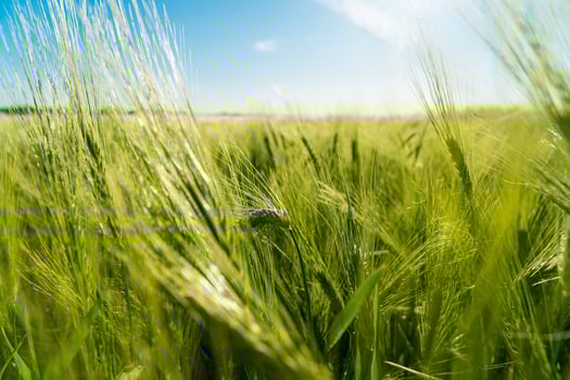 Close up of rye ears growing on the field. Growing rye. Grain for rye flour. The rye growing in the field. Crops of Rye. Soft focus photo