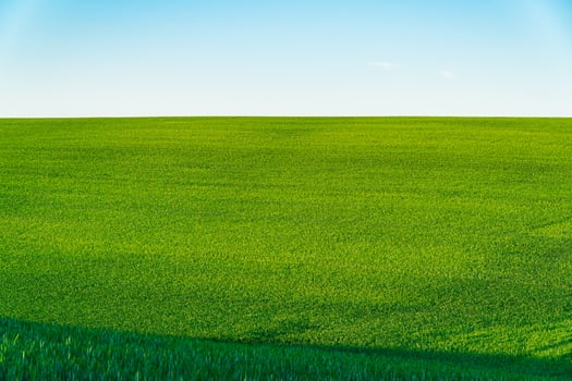 Green wheat field. Beautiful green wheat field in countryside. Agriculture wheat. Agrarian business photo