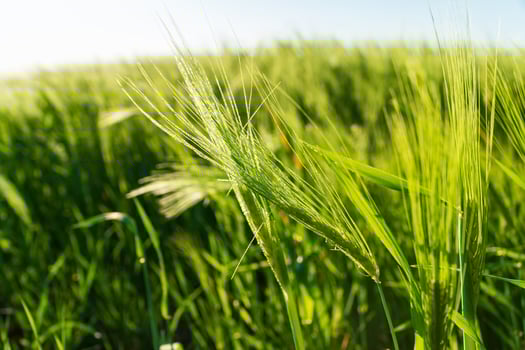 Rye ear close up. Backlit young rye ear. The rye green growing in the field. The rye growing in the field. Crops of Rye. Grain crops. Agriculture concept. Soft focus photo