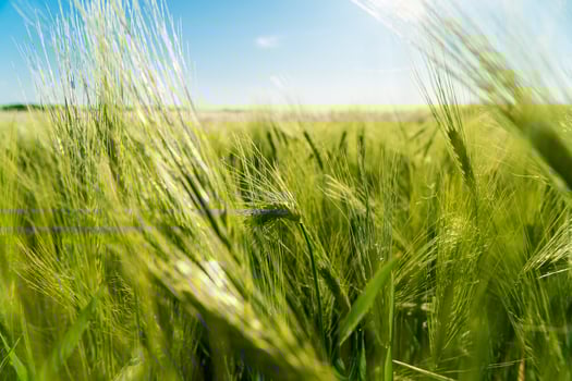 Close up of rye ears growing on the field. Growing rye. Grain for rye flour. Agrarian business. Agricultural scene. Soft focus photo