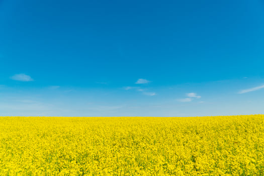 Rape flower field against blue sky photo