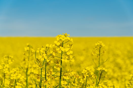 Yellow rape flowers close up. Flowering, bright yellow oilseed rape photo