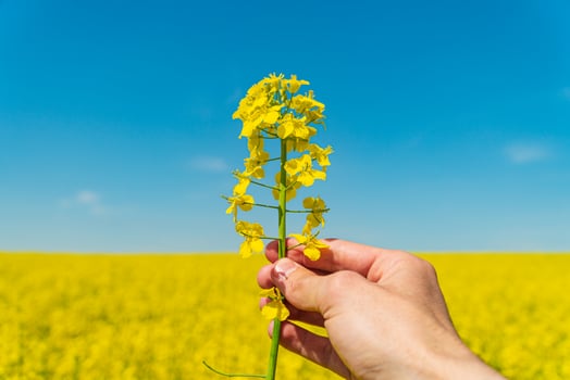 Farmer in a field holding yellow rape in his hands photo