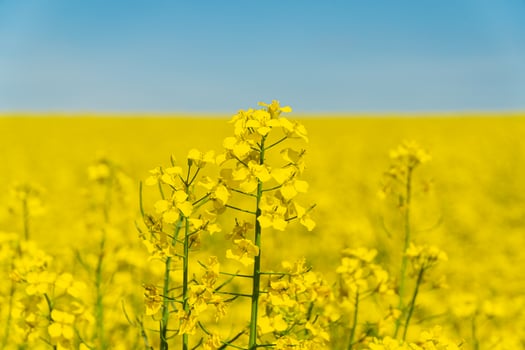 Rape flowers close-up against a blue sky. Growing blossoming rape photo
