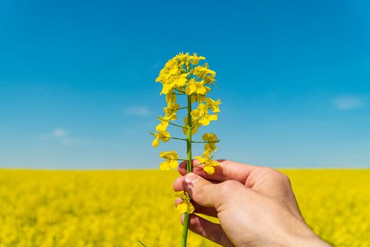 Farmer in a field holding yellow rape in his hands. Growing Yellow Rape. Soft focus photo