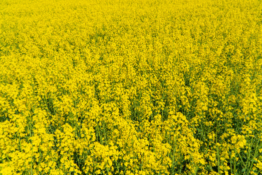Yellow Rape Field Landscape. Rapeseed field on a warm summer day photo