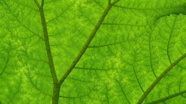 Big green leaf wallpaper photo