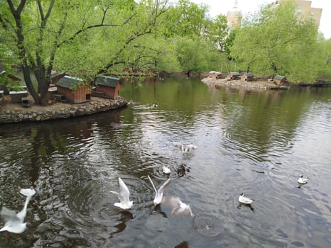 Ducks in a tranquil pond with trees photo
