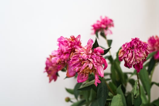 dry Pink peonies display faded beauty in a soft light filled room photo