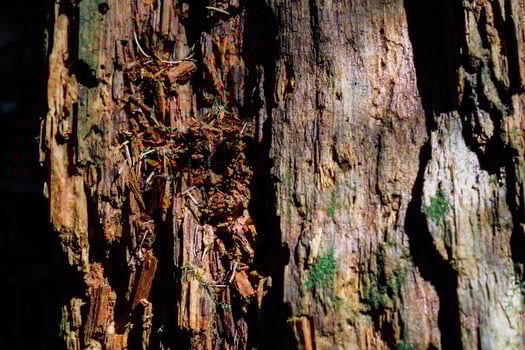 Close up view of textured tree bark revealing natural decay and moisture on a forest trail photo