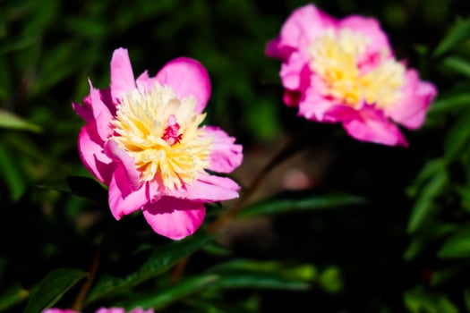 Vibrant pink and yellow peony bloom in a lush garden during the sunny afternoon hours photo
