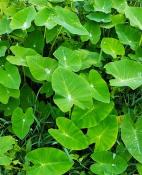Green leaves texture background with fresh garden foliage and natural plant growth photo