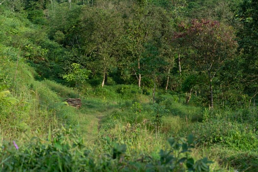 beautiful panoramic view of the forest background, photo