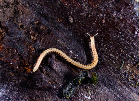 Spotted snake millipede Blaniulus guttulatus, centipede on rotten wood under an old tree stump.. photo