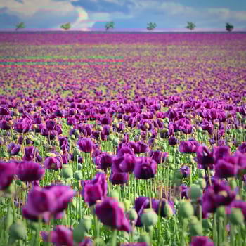 Beautiful purple flower with plant landscape in the field. Spring sunny day. Concept for nature and agriculture. Poppy Papaver somniferum photo