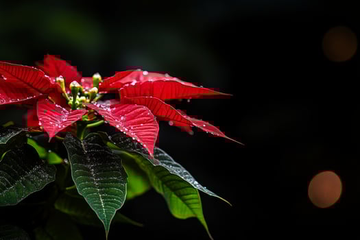 Bright Red Poinsettia Leaves Glisten After Rain in a Tropical Garden at Twilight photo