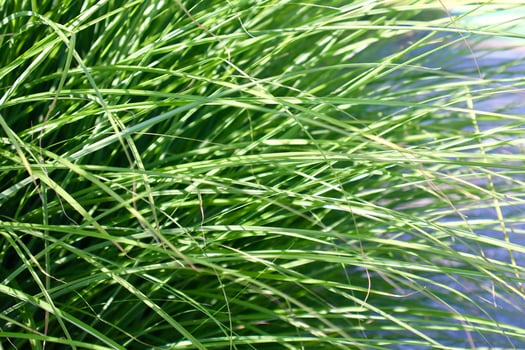 Close-up of ornamental green grass blades in sunlight, showing natural texture and vibrant color. Ideal for background, eco themes, or garden design. photo