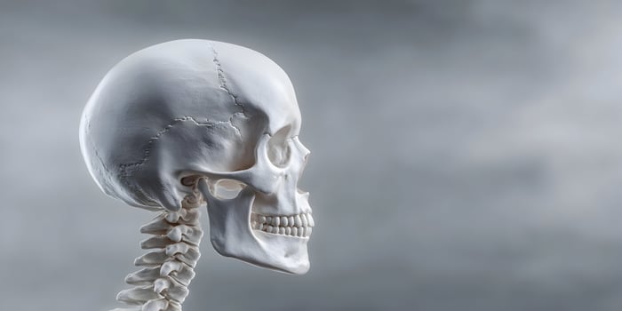 Human Skull Anatomy Profile View with Cervical Spine Grey Background photo