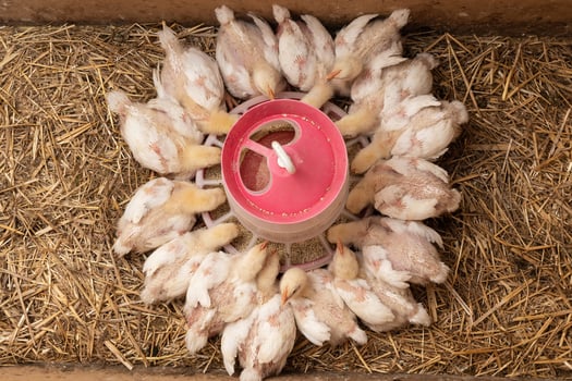 White broiler Chicken at the poultry farm. photo