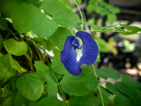 butterfly pea flower with beautiful bright blue petals photo