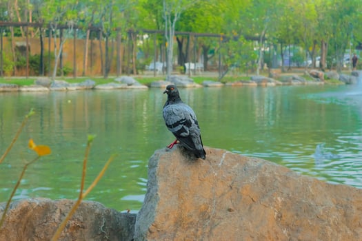 Grey pigeon with red eyes perching on a rock in a public park, surrounded by lush greenery and a large pond, creating a dramatic natural scene. photo