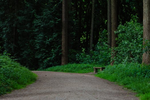 Forest Path with Wooden Bench photo