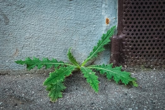 Green plant grows from concrete corner showing resilience in urban environment photo