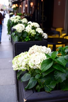 White flowers of blooming snowball tree photo