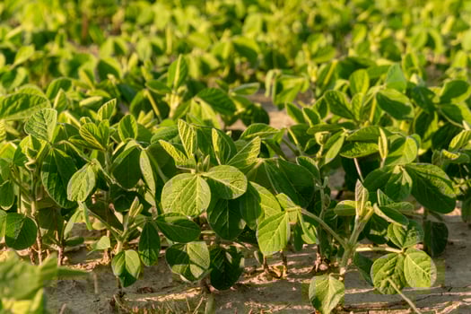 Green soybean plants fill the field, thriving in warm sunlight. This lush crop exhibits healthy growth, showcasing vibrant foliage and rich soil conditions photo