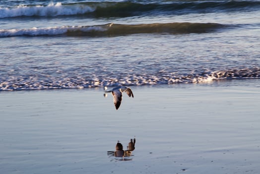 Bird In Flight Low Over Sand Beach With Reflection photo
