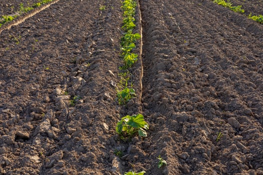 Rows of young pumpkin plants spread across a newly prepared field, showing fresh soil and growing vegetation under the sun photo