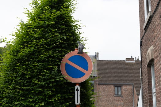 Urban Pigeon Perched on No Parking Sign Near Leafy Hedge and Brick Wall photo