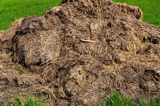 Manure pile lying on a green field. Natural fertilizer photo