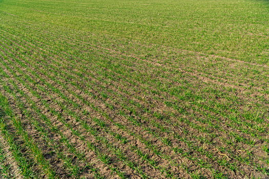 Agricultural field with young green wheat sprouts. Field of young wheat, barley, rye. Symmetrical lines of shoots of grain crops photo