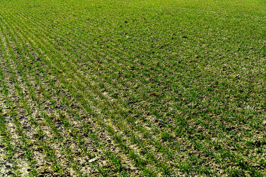 Field with green sprouts of grain. Rows of young green wheat. Sprouts of rye. Agriculture photo