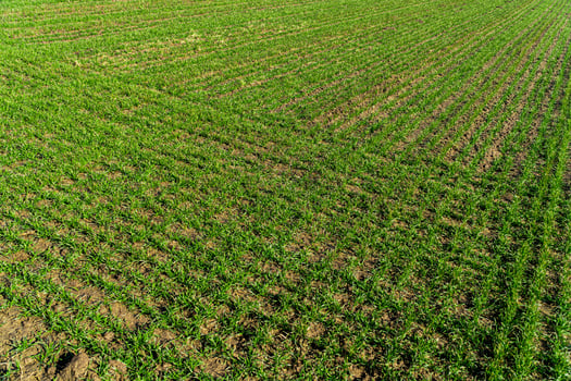 Rows of young wheat shoots on a wheat field. Agriculture and agronomy theme photo