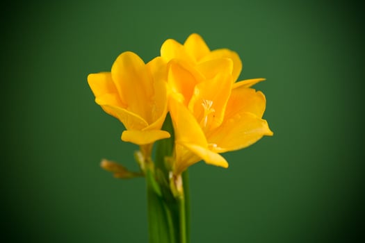 Macro photography of yellow flower on green background photo