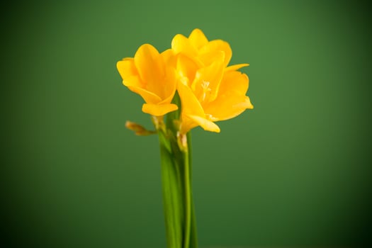 Bright freesia flower for spring design on green background photo