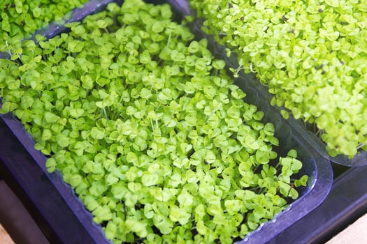 Microgreens Vegetables, Health Food photo