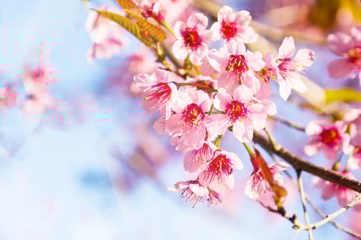 sakura thai flower in the nature with blue sky for background. photo
