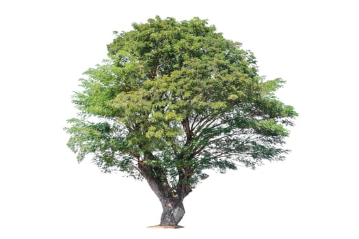 Tree isolated on white background. photo