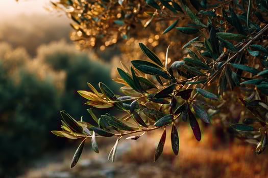 Olive branches gently swaying in soft sunlight at dusk photo
