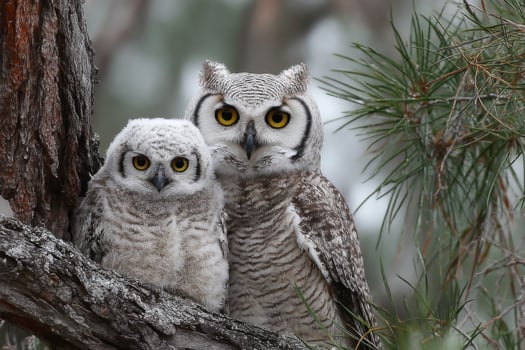 Owls in the wild photo