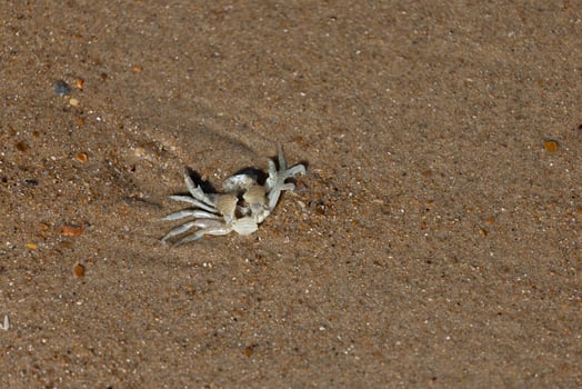 Broken Crab Shell on Sand photo